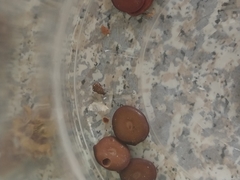 Insecta