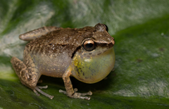 Eleutherodactylus abbotti