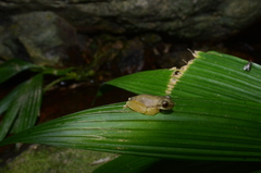 Atlantihyla spinipollex