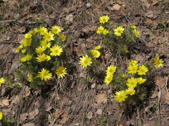 Adonis vernalis