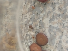 Insecta