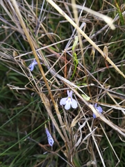 Lobelia