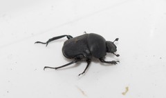 Gymnopleurus geoffroyi