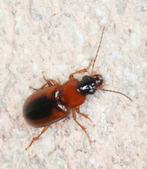 Stenolophus dissimilis