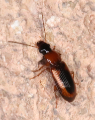 Stenolophus dissimilis