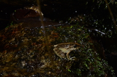 Craugastor aurilegulus