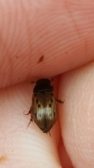 Chilothorax conspurcatus