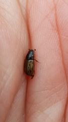 Chilothorax conspurcatus