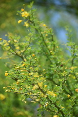 Parkinsonia texana macra