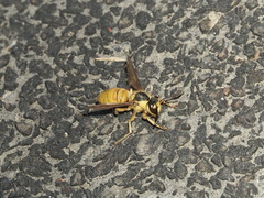 Vespa bicolor