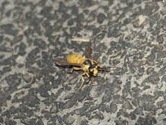 Vespa bicolor