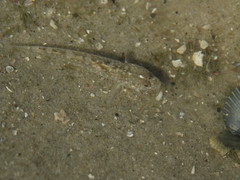 Pomatoschistus microps