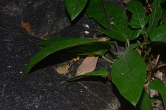 Atlantihyla spinipollex