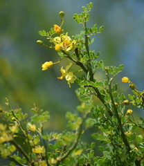 Parkinsonia texana macra