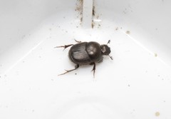 Euonthophagus atramentarius