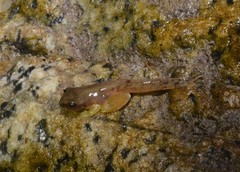 Atlantihyla spinipollex