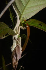 Anolis lemurinus