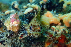 Bovichtus angustifrons