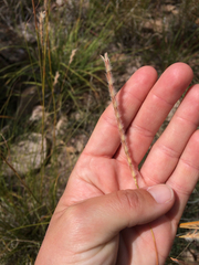 Elionurus barbiculmis