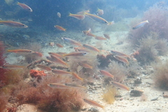 Dinolestes lewini