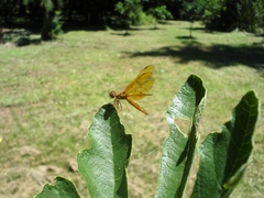 Perithemis icteroptera