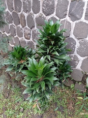 Dracaena fragrans compacta