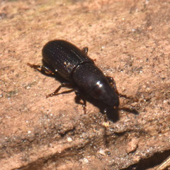 Cossonus corticola