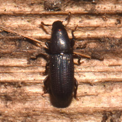 Cossonus corticola