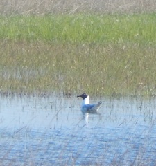 Chroicocephalus ridibundus