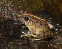 Craugastor aurilegulus