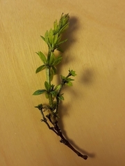 Melanotaenium endogenum