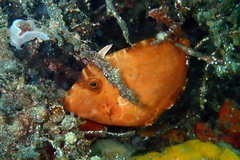 Gunn's Leatherjacket photo 3