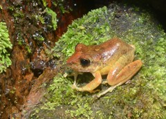 Craugastor aurilegulus