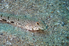 Nesogobius maccullochi