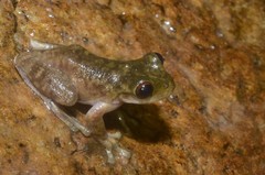 Atlantihyla spinipollex