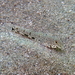 Girdled Goby - Photo (c) Sascha Schulz, some rights reserved (CC BY-NC), uploaded by Sascha Schulz