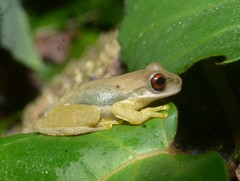 Atlantihyla spinipollex