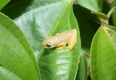 Atlantihyla spinipollex