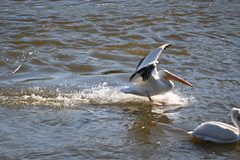 Pelecanus erythrorhynchos