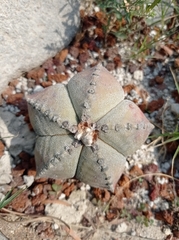 Astrophytum