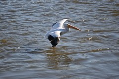 Pelecanus erythrorhynchos