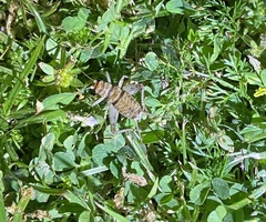 Gryllodes sigillatus