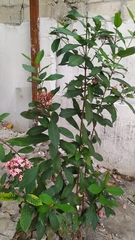 Ixora
