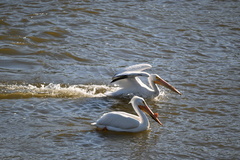 Pelecanus erythrorhynchos
