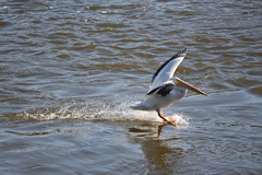 Pelecanus erythrorhynchos