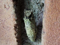 Heraclides anchisiades