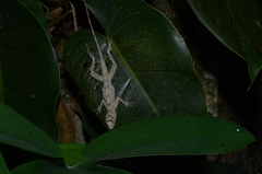 Anolis lemurinus