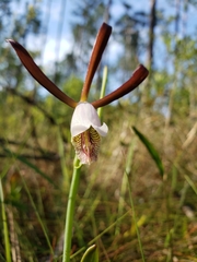 Cleistesiopsis