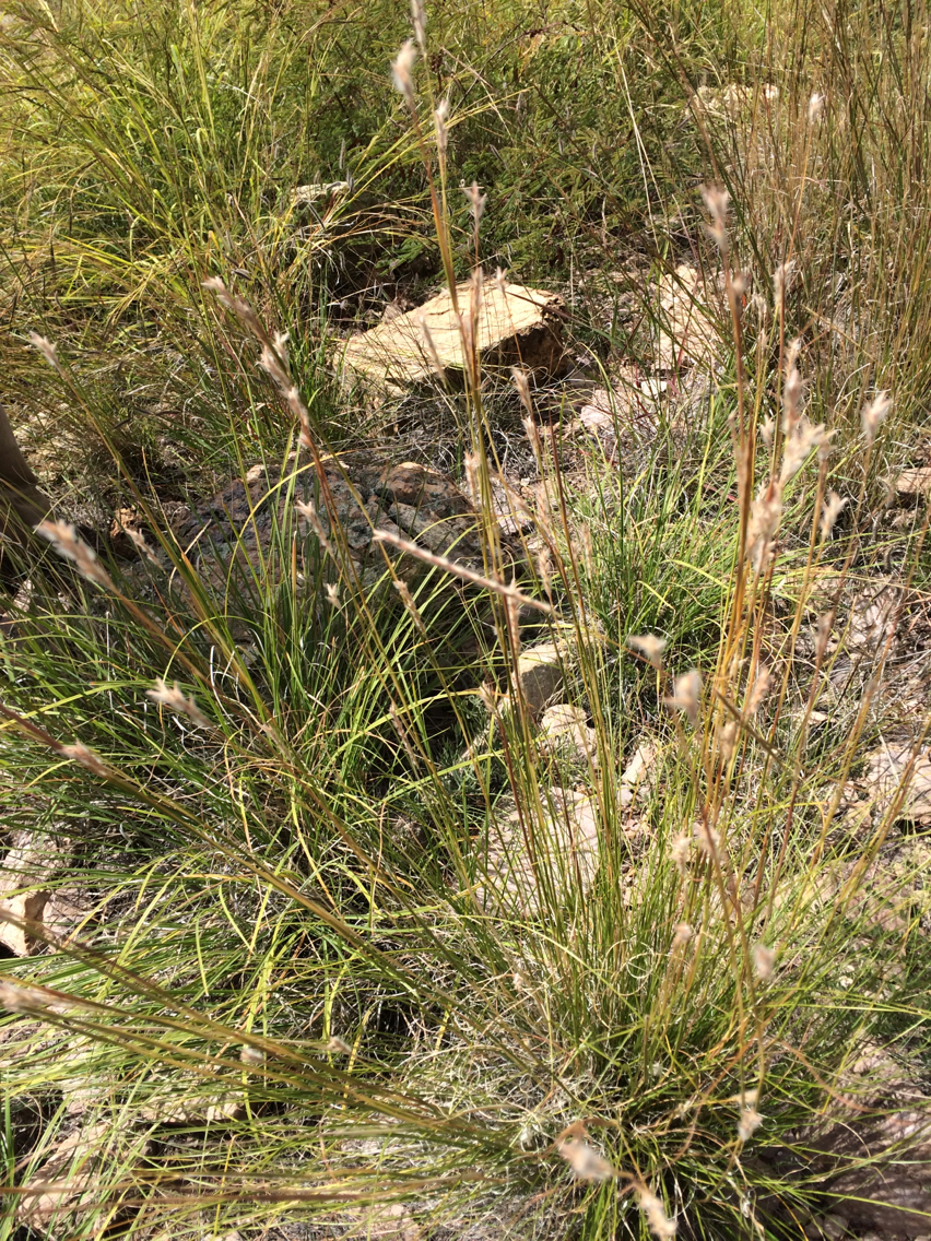 Elionurus