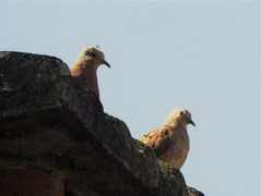 Columbina talpacoti